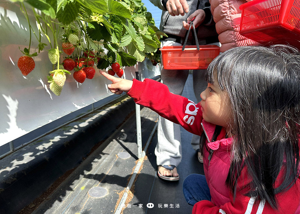 2024大湖採草莓園