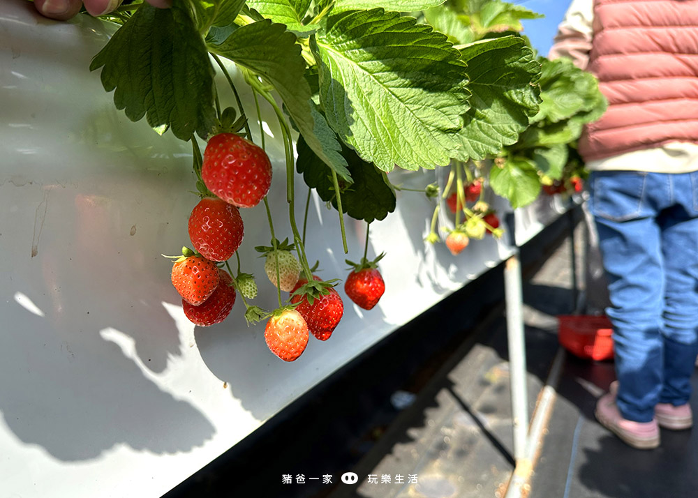 大湖草莓園推薦