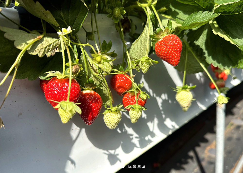 大湖草莓園推薦