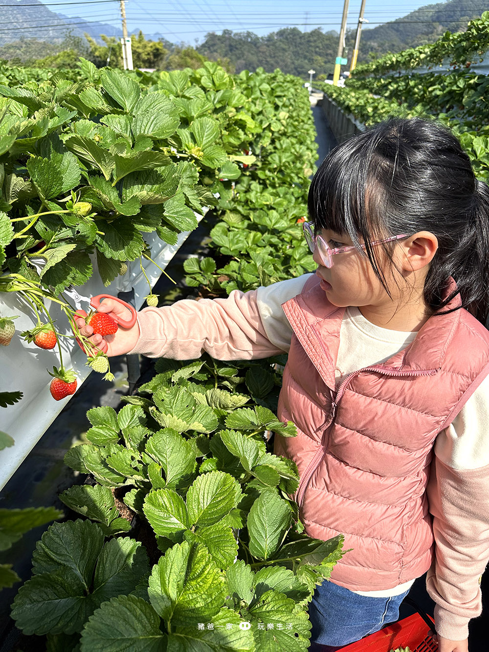 大湖草莓園推薦