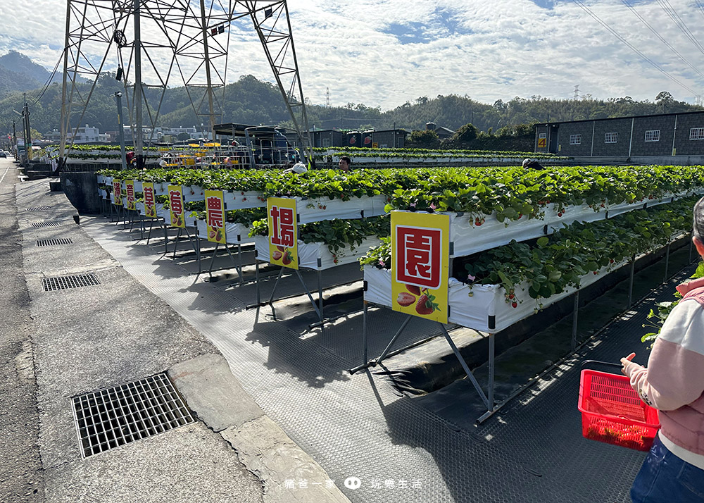 苗栗大湖-滿意高架草莓園