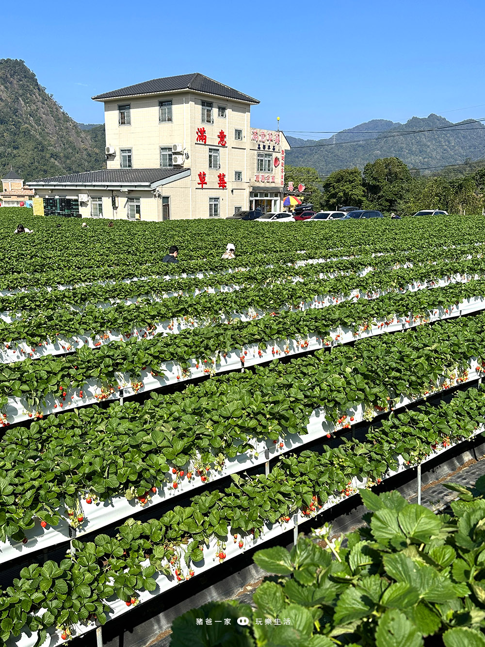 苗栗大湖-滿意高架草莓園