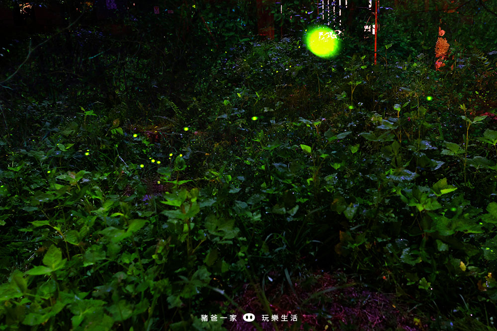 溪頭福華快閃七天》2026螢火蟲季登場!送8歲以下兒童入住、下午茶點心或DIY二選一 015
