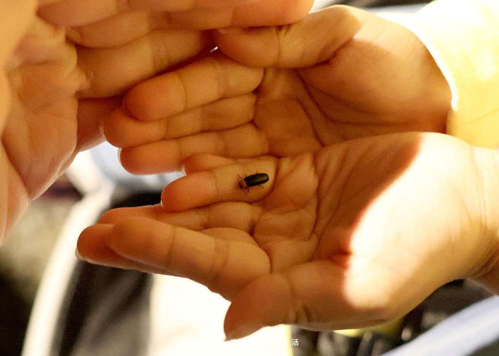 溪頭福華快閃七天》2026螢火蟲季登場!送8歲以下兒童入住、下午茶點心或DIY二選一 Howard Xitou night2