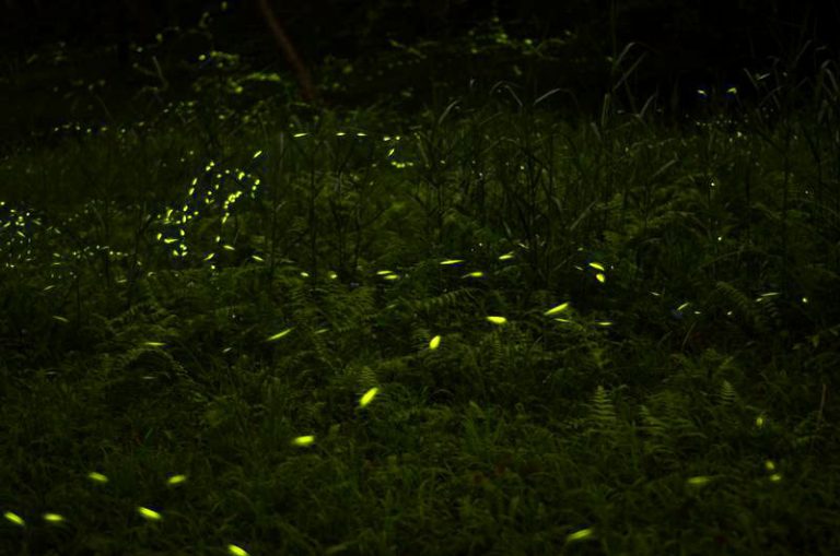 南投金台灣山莊》2大2幼 2199起,送鳳凰谷鳥園門票兩張,再送甲蟲彩繪DIY 129261 0