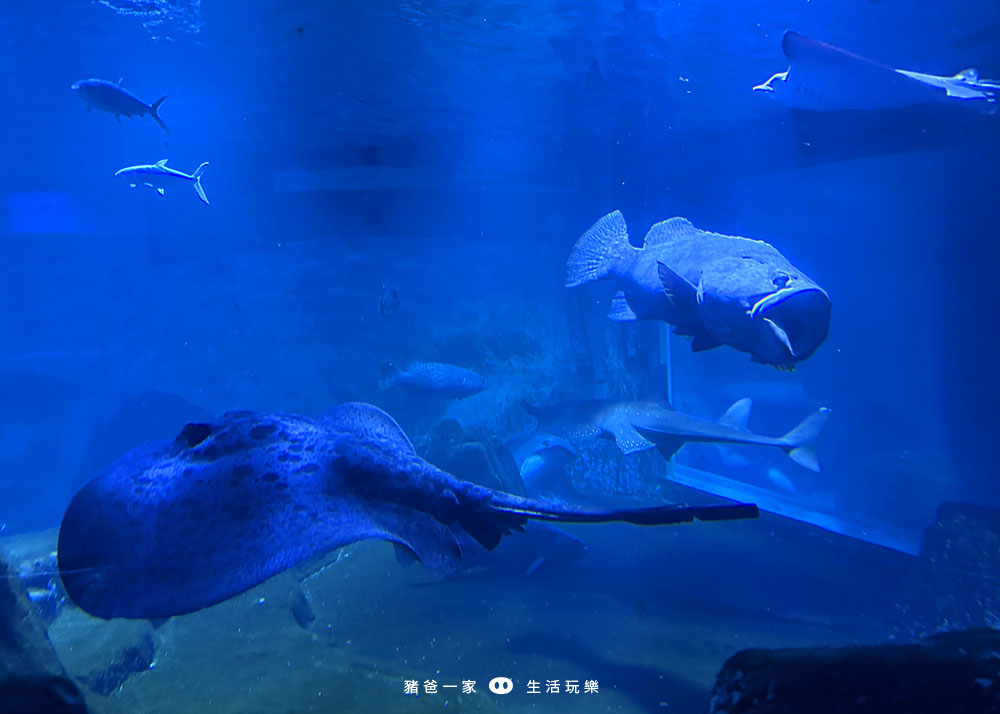 花蓮海洋公園55