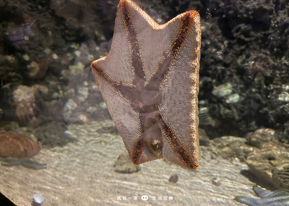 海洋夜未眠40