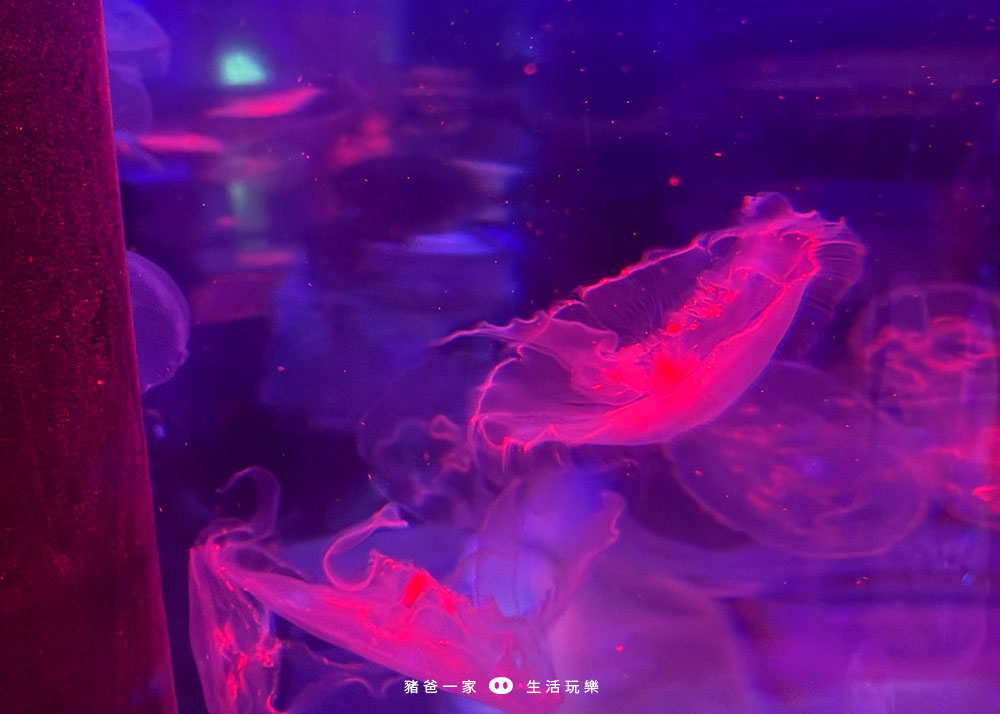 海洋夜未眠43