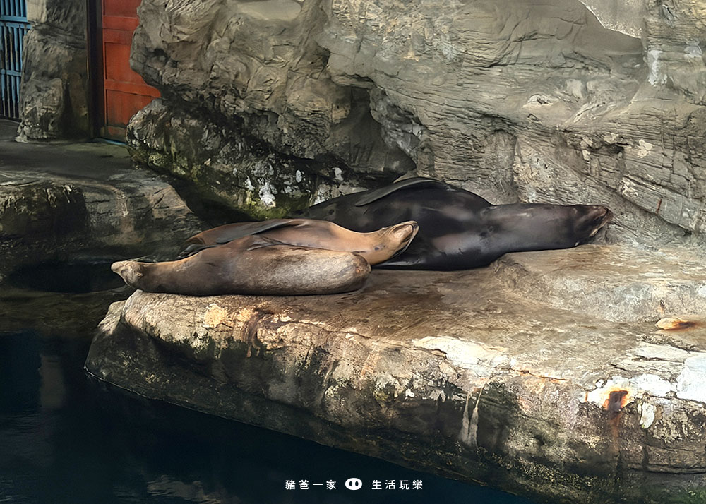 花蓮海洋公園 夜宿水族館13