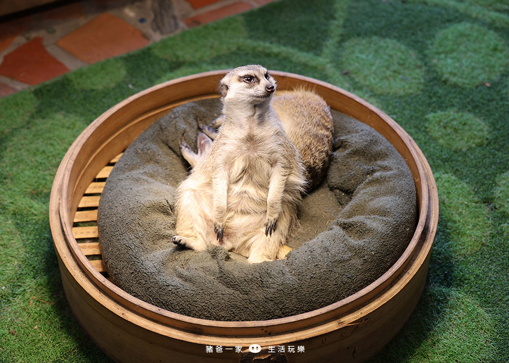 香格里拉休閒農場 |晚上觀星看銀河,白天在農場玩超大盪鞦韆、吊橋,兩天一夜好好玩 宜蘭香格里拉農場