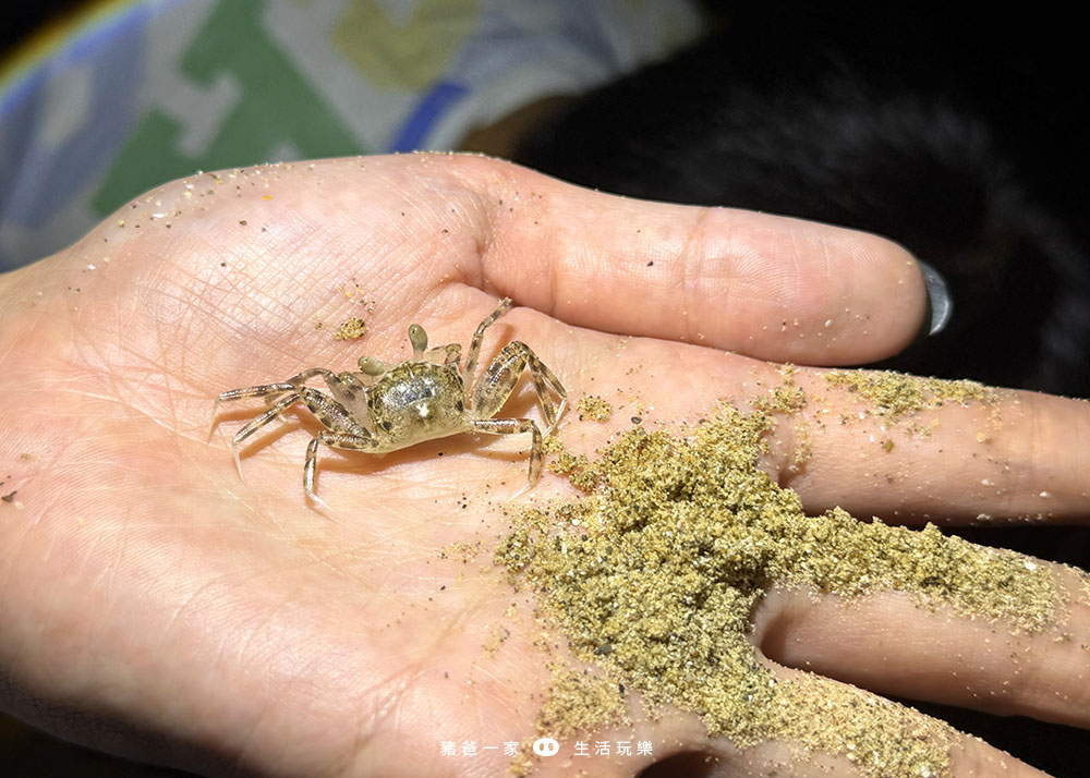 新北親子飯店推薦|福隆福容大飯店,全台唯一海洋溫泉,兩天一夜超享受! 福隆海水浴場 福容大飯店 抓螃蟹3