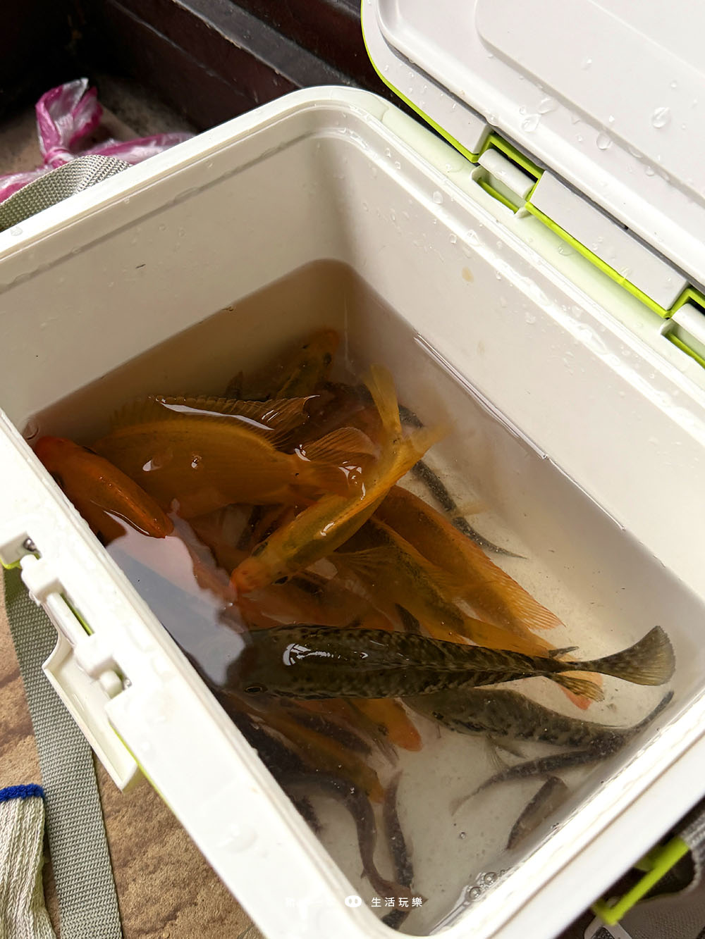 力麗哲園會館 釣魚房21