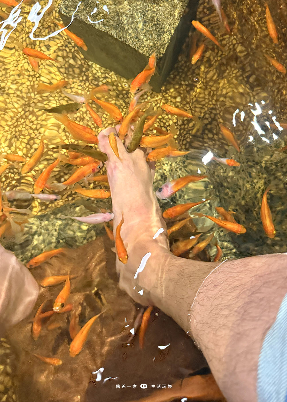 宜蘭礁溪|重口味溫泉魚!湯圍溝中最推這間,12種溫泉魚,體驗不一樣的魚咬腳樂趣 湯圍溝 重口味溫泉魚10