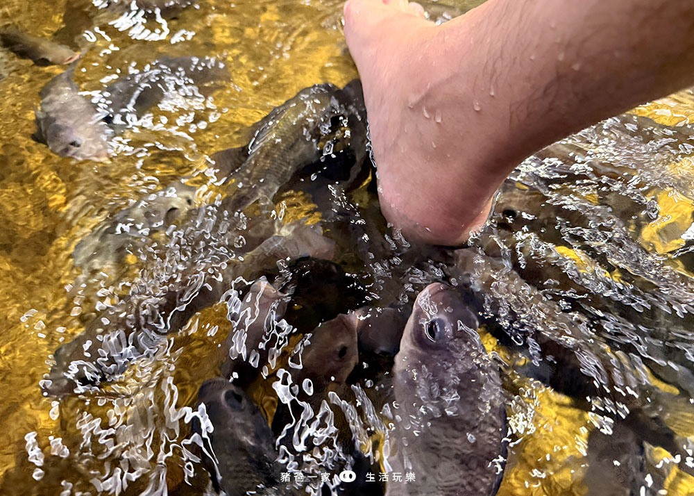 宜蘭礁溪|重口味溫泉魚!湯圍溝中最推這間,12種溫泉魚,體驗不一樣的魚咬腳樂趣 湯圍溝 重口味溫泉魚13