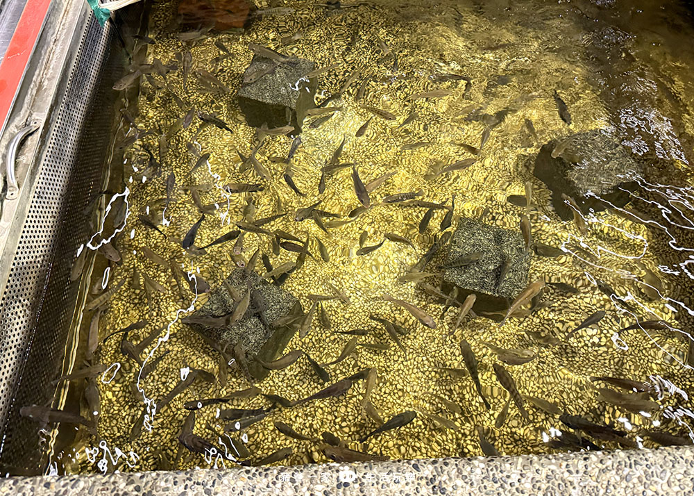 宜蘭礁溪|重口味溫泉魚!湯圍溝中最推這間,12種溫泉魚,體驗不一樣的魚咬腳樂趣 湯圍溝 重口味溫泉魚18
