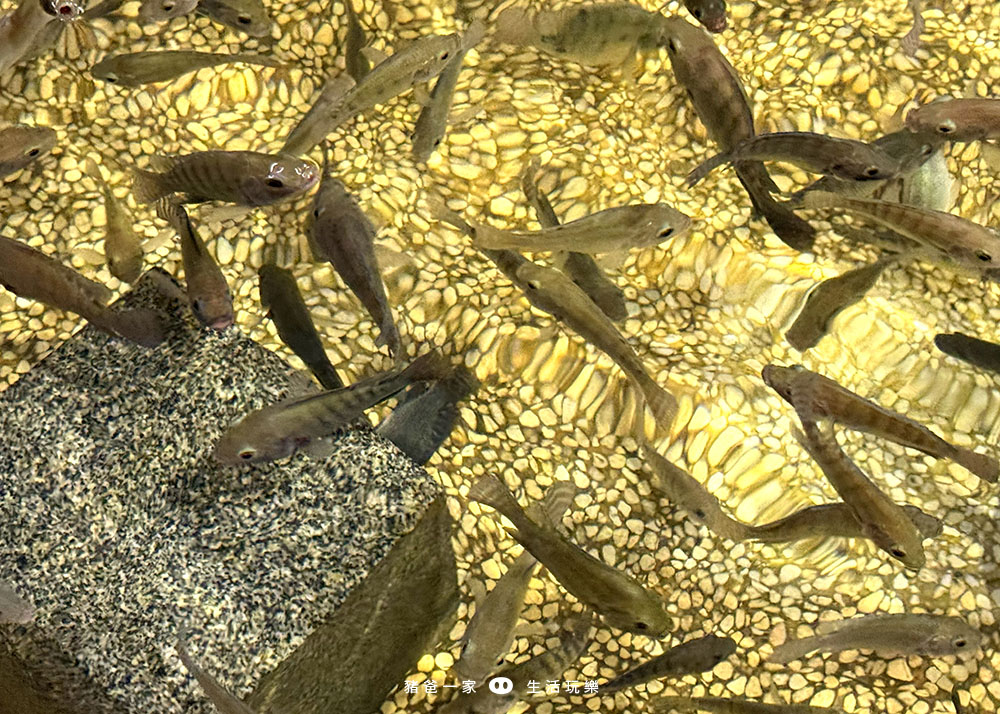 宜蘭礁溪|重口味溫泉魚!湯圍溝中最推這間,12種溫泉魚,體驗不一樣的魚咬腳樂趣 湯圍溝 重口味溫泉魚19