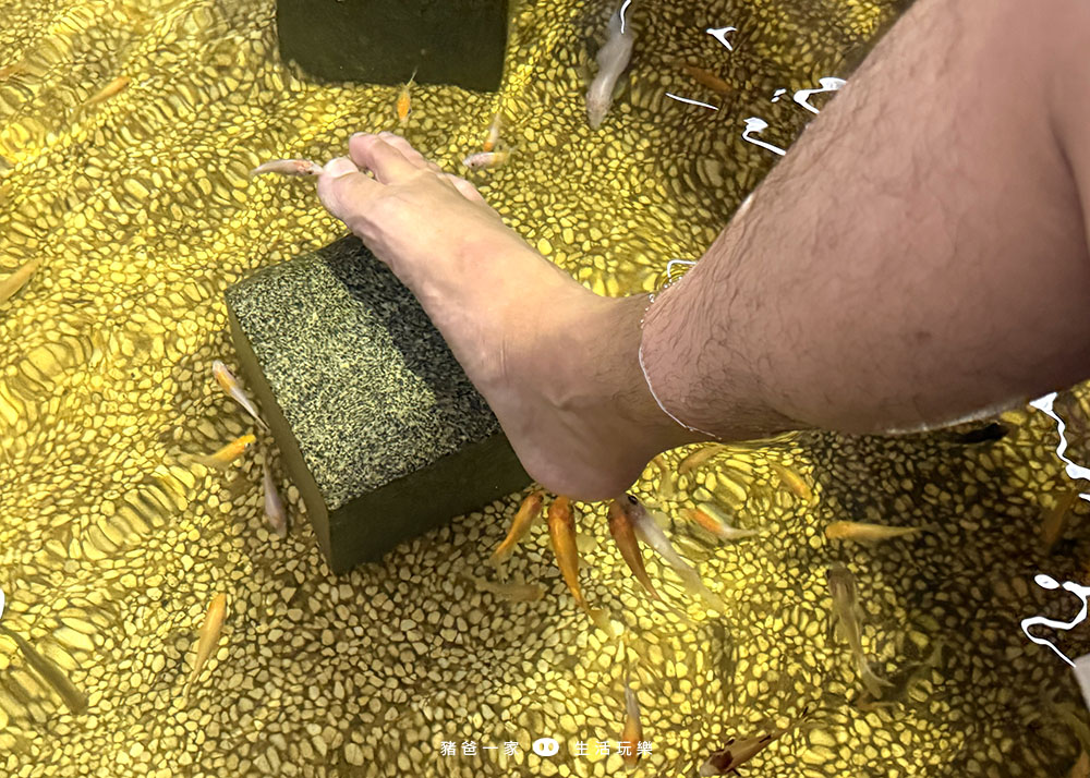 宜蘭礁溪|重口味溫泉魚!湯圍溝中最推這間,12種溫泉魚,體驗不一樣的魚咬腳樂趣 湯圍溝 重口味溫泉魚26