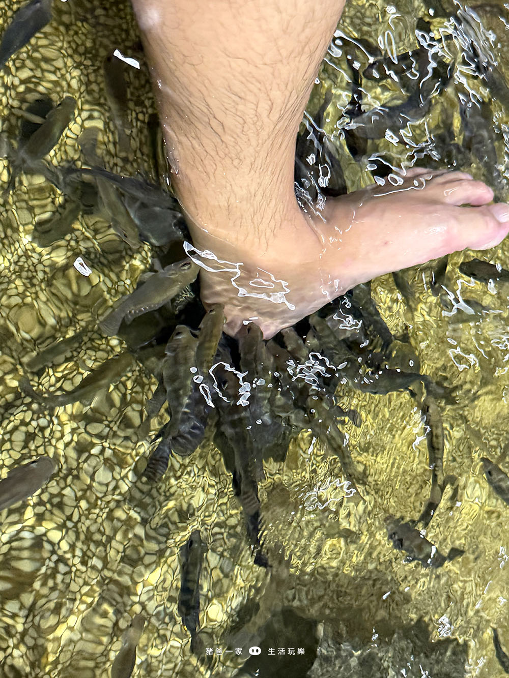 宜蘭礁溪|重口味溫泉魚!湯圍溝中最推這間,12種溫泉魚,體驗不一樣的魚咬腳樂趣 湯圍溝 重口味溫泉魚32