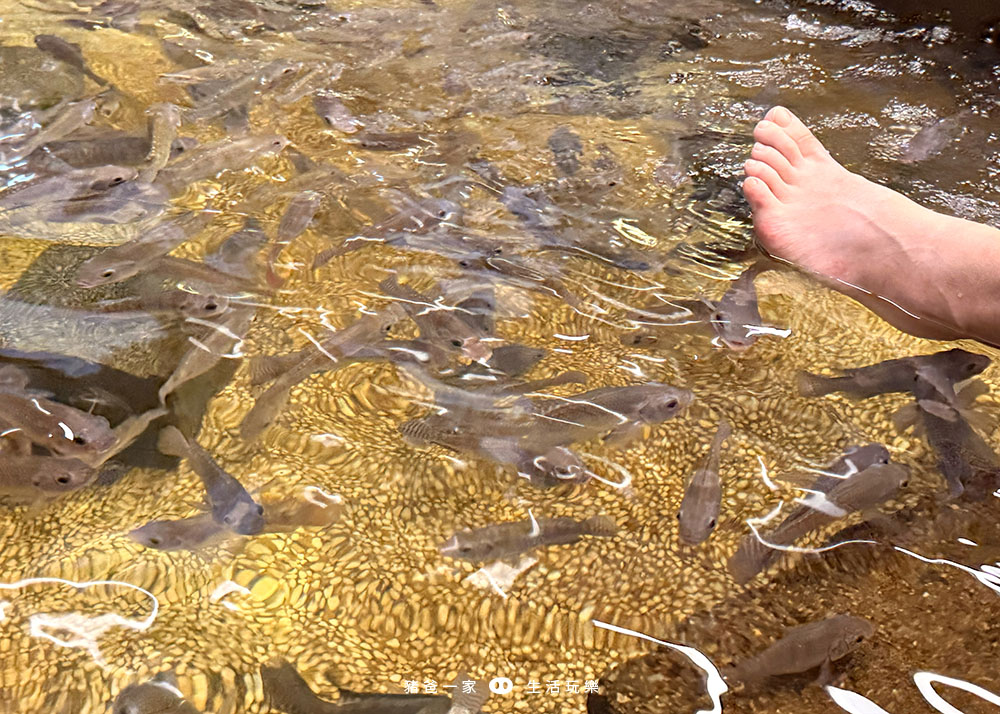 宜蘭礁溪|重口味溫泉魚!湯圍溝中最推這間,12種溫泉魚,體驗不一樣的魚咬腳樂趣 湯圍溝 重口味溫泉魚9
