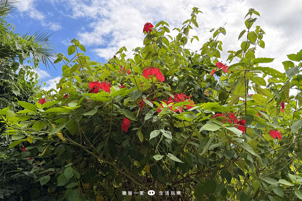 天成逸旅-蝴蝶谷|限時團購!2大1小 免費升等四人房, 一泊三食6099起 花蓮蝴蝶谷23